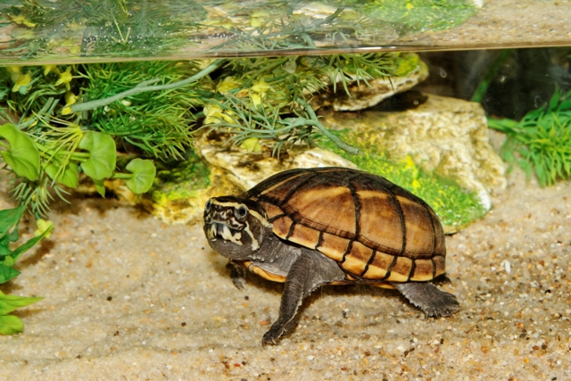 Mes kinosternon baurii 748140Tortues31oct2011002DxO640x480