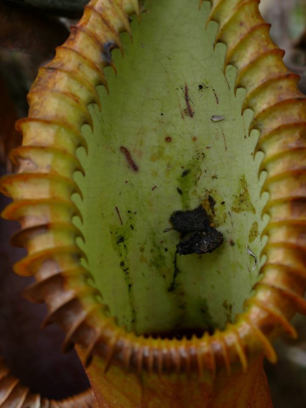 Nepenthes macrophylla sur le Mont Trus Madi à Borneo. 750245222820177967381404858211332166914887320096n