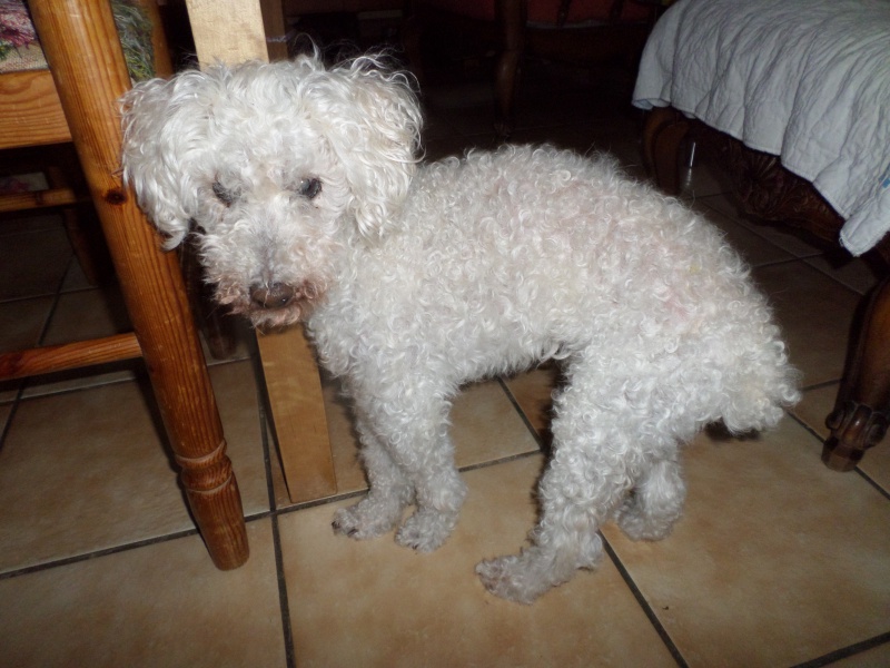 SKIPY CANICHE BLANC MALE 11 ANS - ADOPTE  - Page 4 750482SAM2312