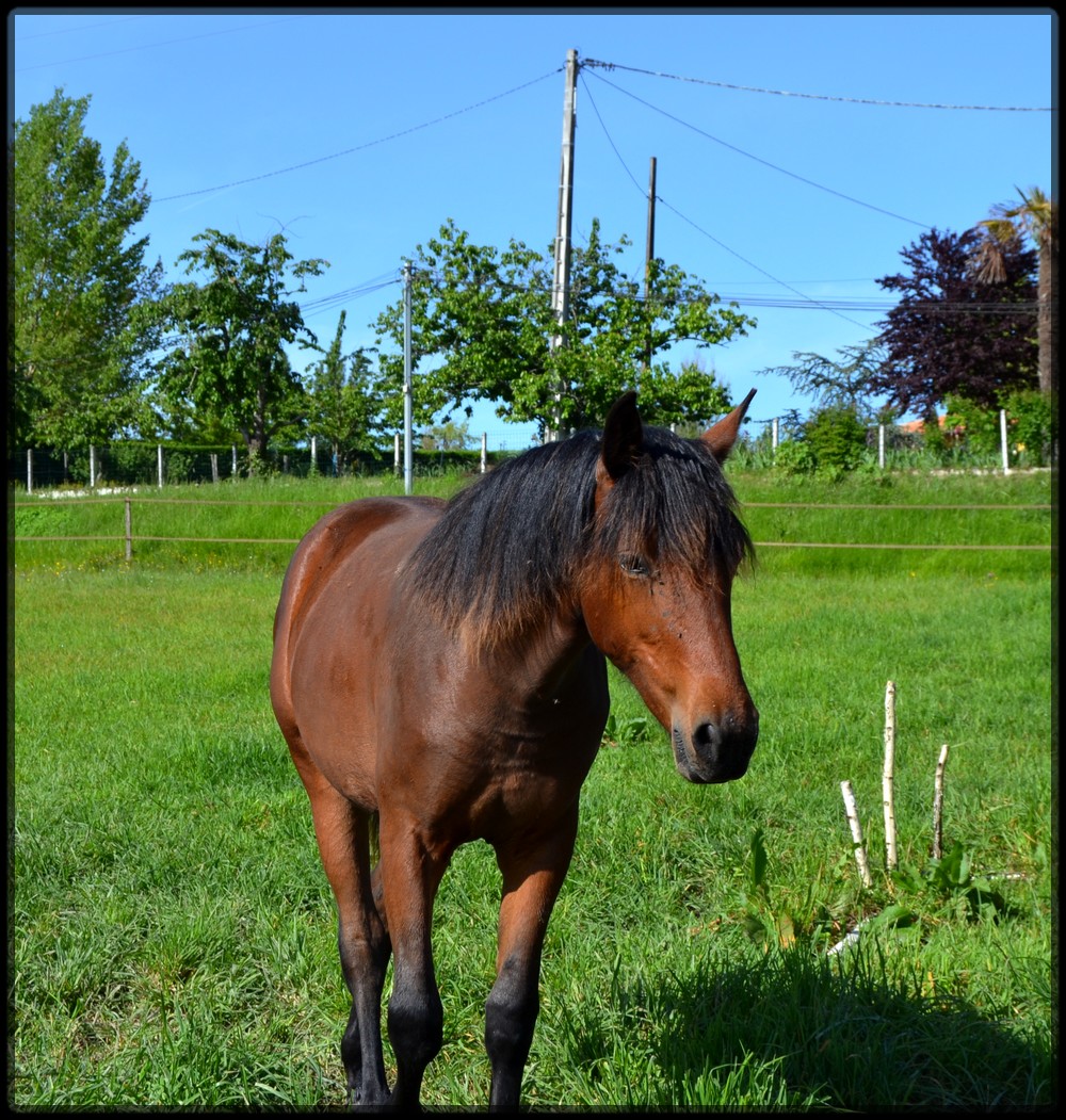 Domaine Amlalad, Berkan est vendu. - Page 13 751097DSC0095