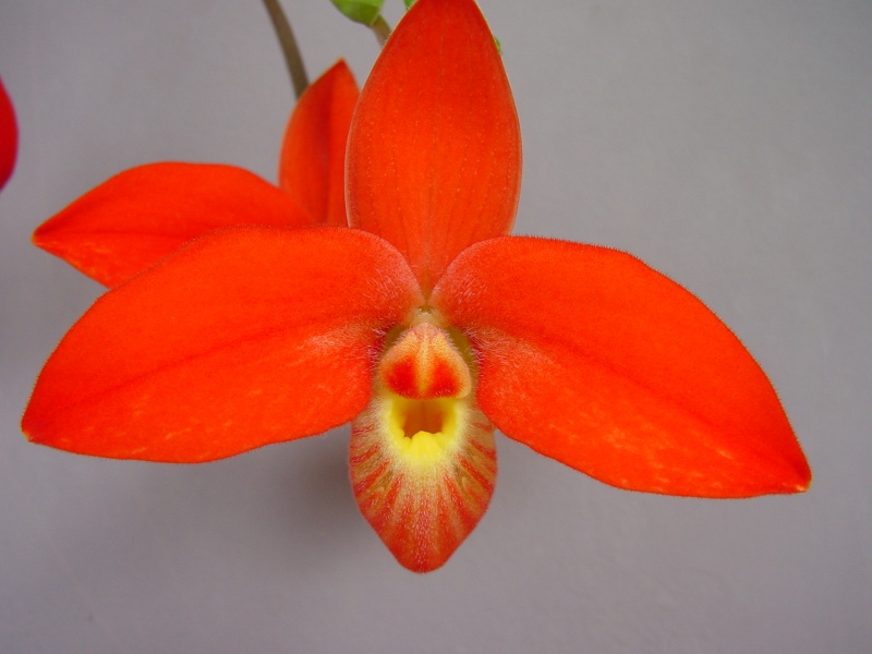 Phragmipedium besseae 751222DSC05520