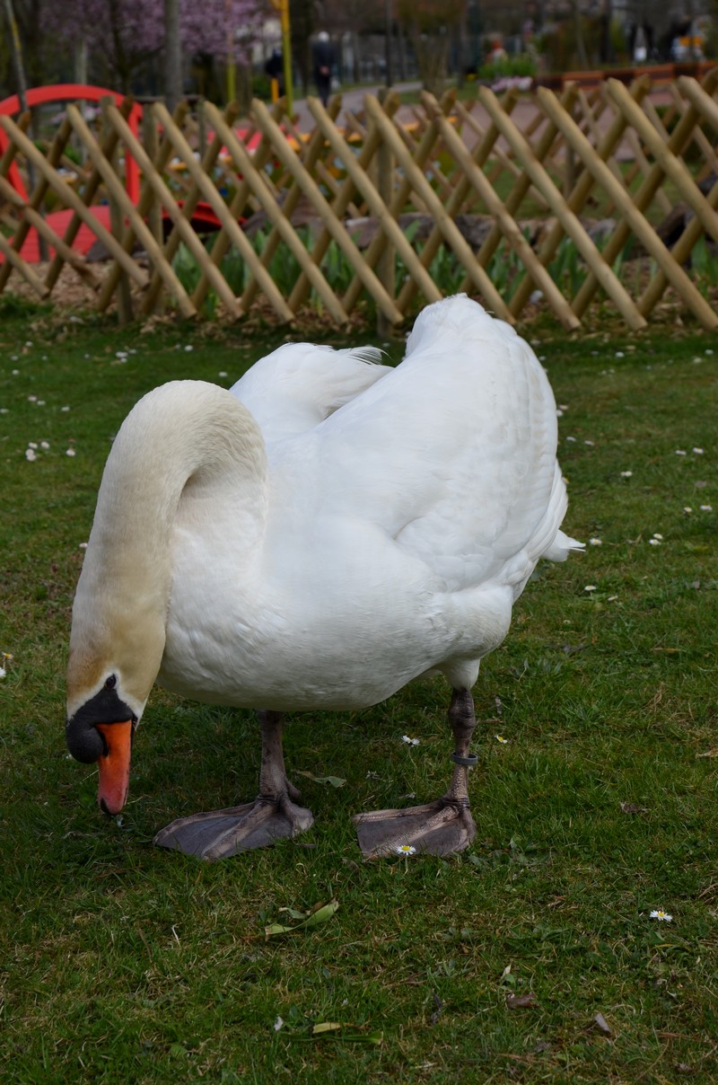 Le Cygne du champ..............et non le chant du Cygne 751358023