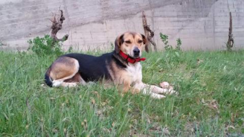 ILONA ( femelle croisée beagle) 75273620160420203014