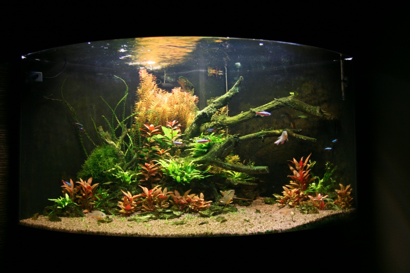 trigon 190 + cuve 120x30x40 aquascaping 752932IMG2670