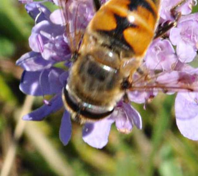 [Eristalis tenax] Syrphe 753436DSC0843w5