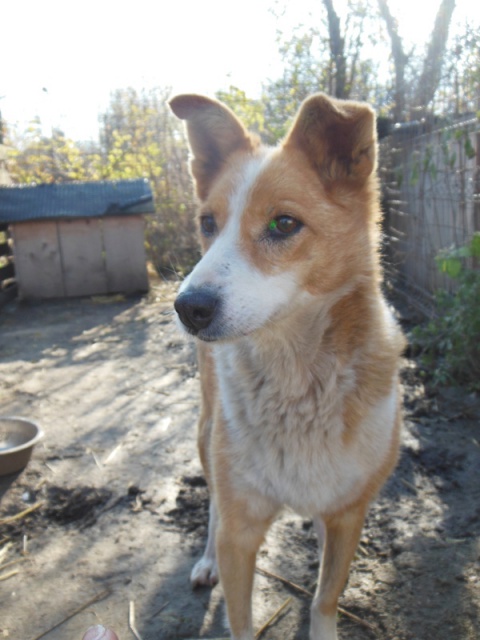 Urgent - YELLOU - x  12 ans (x berger/akita ?)  (5 de refuge) Arche d'Eternité - Lenuta (Roumanie) 753593yellou10