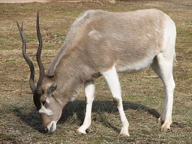 Animaux - Espèces menacées -La panthère nébuleuse +Le Kagou huppé+ autres 755814640pxAddaxattheLouisvilleZoo