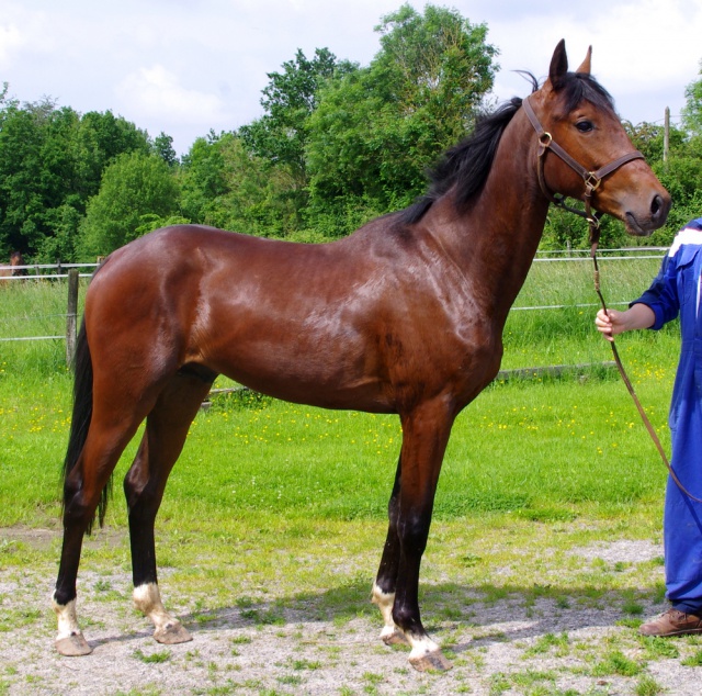 [PLACE LAURA] ELENDIL Cheval à coup de coeur ou rien  756573elendil5