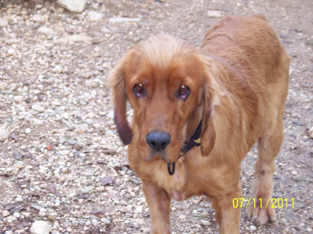 Urgent besoin d'une fa pour NALA - cocker 6 ans - Refuge au bonheur des 4 pattes à Nimes (30) 757485novembre2001032