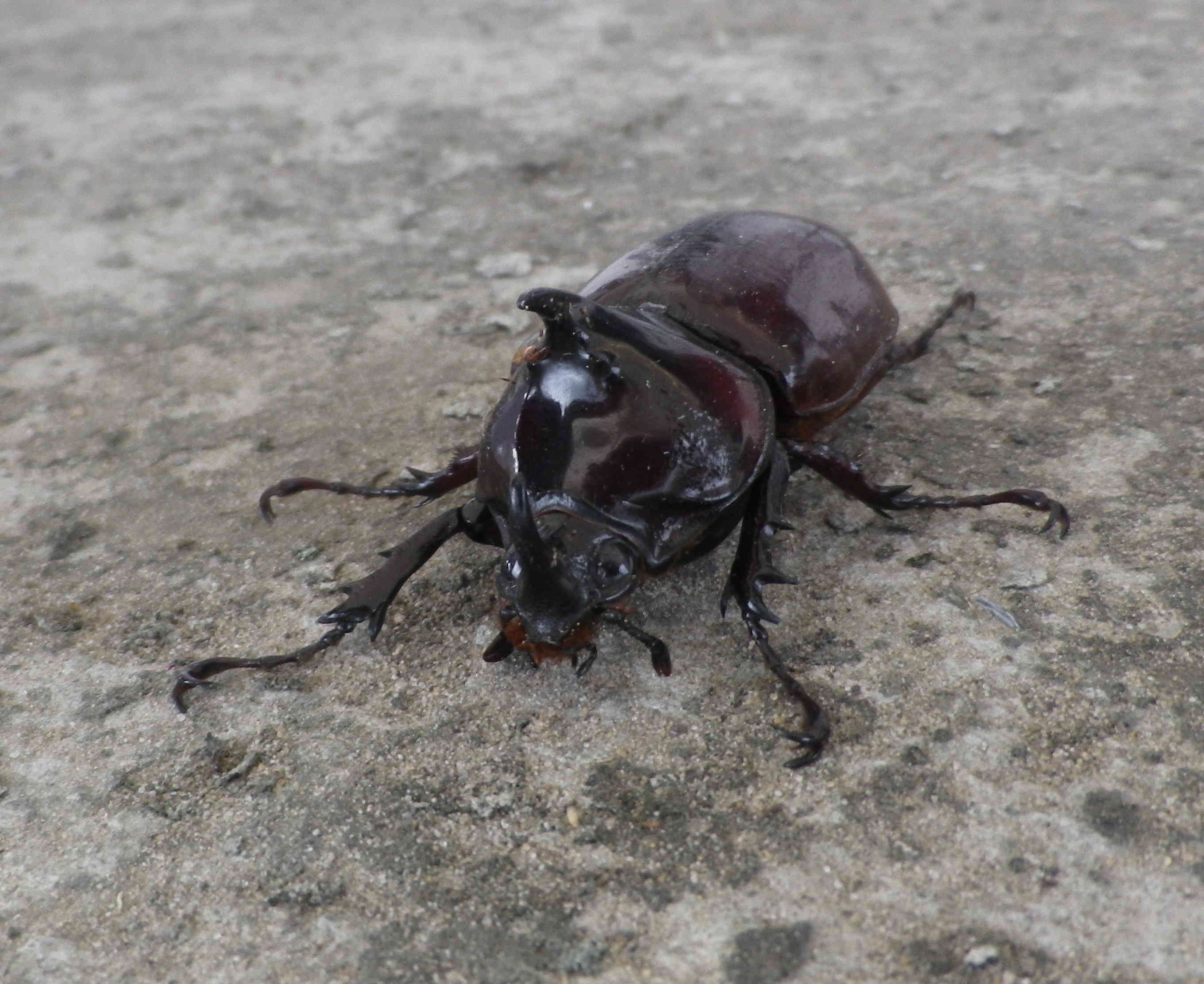 Aide identification insectes Congo 2 757761IMGP2840LQ