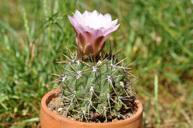 GYMNOCALYCIUM !!! - Page 2 760285gymnocalyciummonvilleibrachyanthum1105112