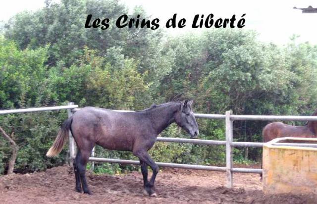 (Espagne) SOCRATES, PRE, sauvée par Leelou  (Mai 2011 ) Replacé ... 760924IMG0004