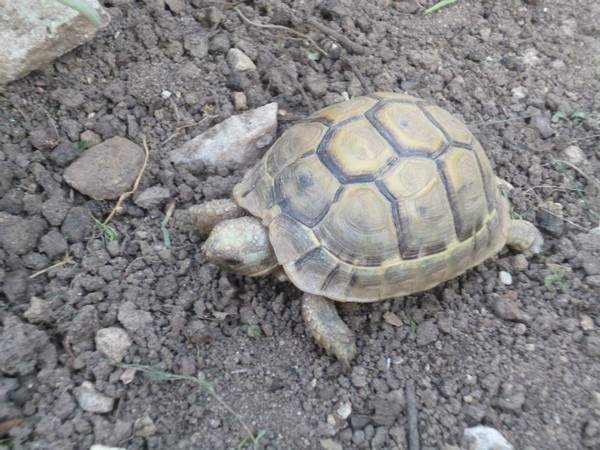 IDENTIFICATION DE TORTUE HERMANN 761423Zoquimarchen1