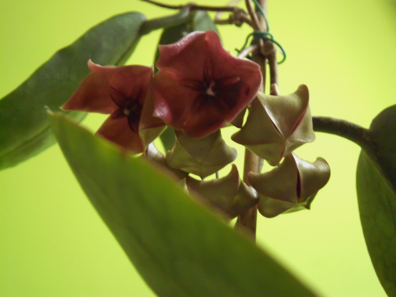 Hoya Megalaster 761660P7230016