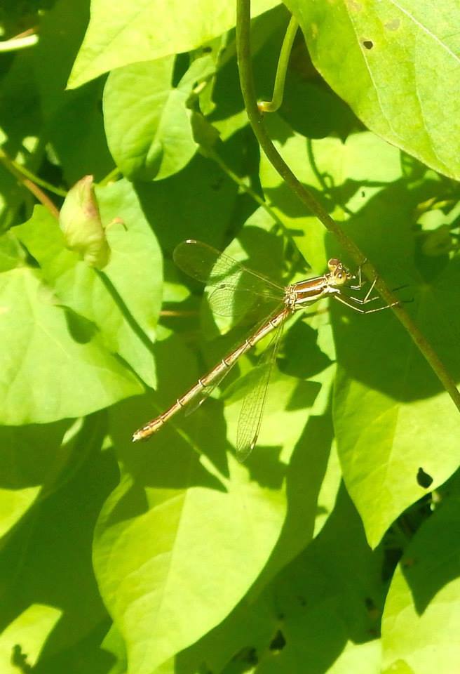 [Lestes barbarus] Le Leste barbare à Brest 761733Lestesbarbarus