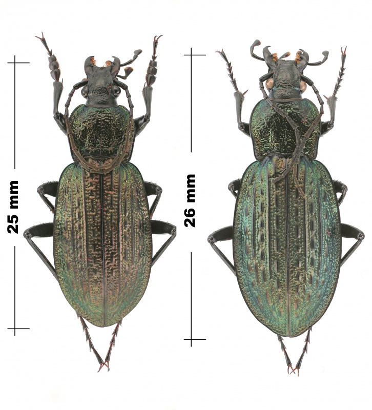 Macrothorax portugais 762821CarabusMacrothoraxrugosussspceltibericuscouplePortugalAlgarveentreCasaisetMarmelete19062015