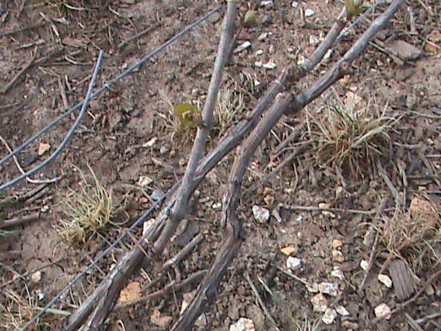 A Mongenost (51) dans les vignes, des bougies pour Pâques 763471DSC00410