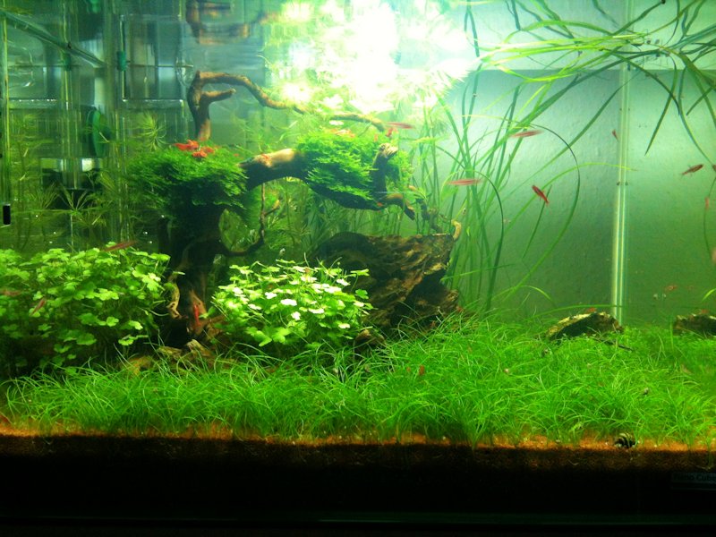 Mon Scaper's Tank 50L Aquascaping - Page 3 763557IMG0538