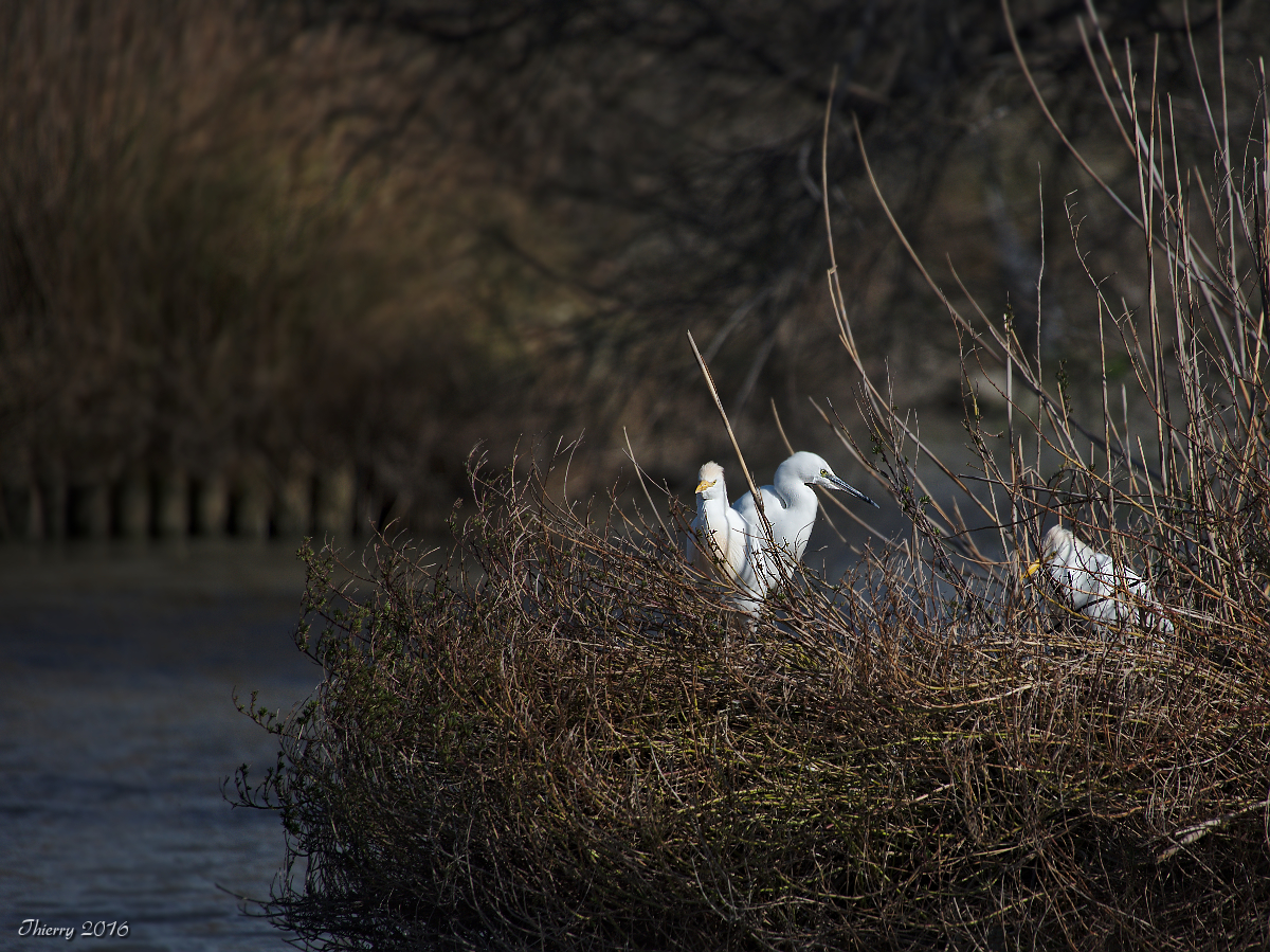 [tiotiti] Animaux de Camargue - Page 10 766035DSC2557