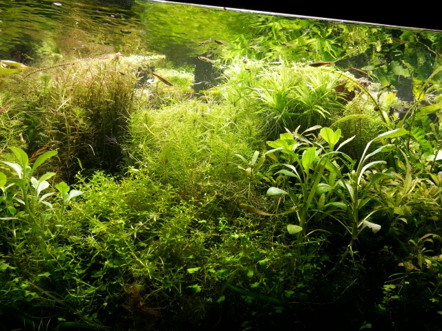 Mes (plus) de 60 plantes dans mon 240 litres - Page 4 76833220140713203021