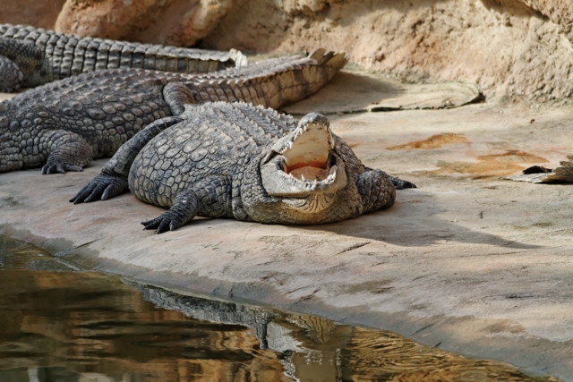 Les crocos de Pierrelatte 768816IMG8259DxO640x480