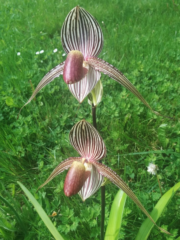 Paphiopedilum rothschildianum - Page 3 769204IMG032301