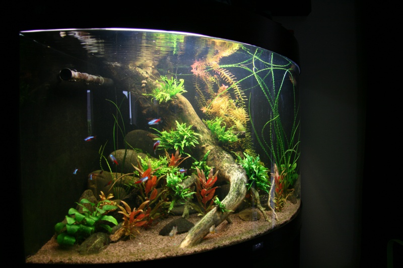 trigon 190 + cuve 120x30x40 aquascaping - Page 8 771016IMG2937