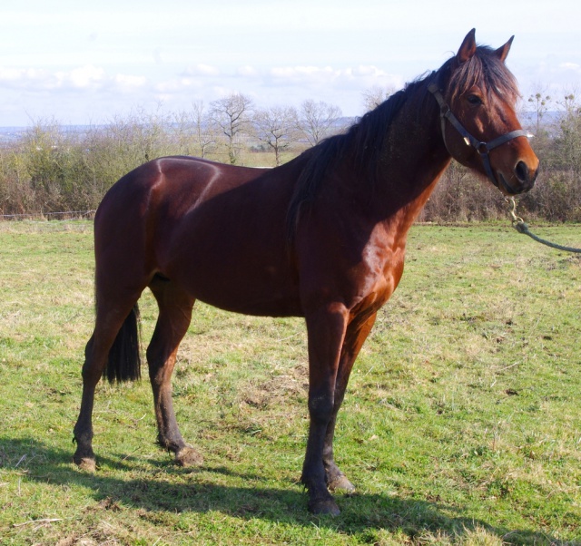 [PLACE GERALDINE] CONAN TF Pure race PP 5 ans  un chouette titi.... 771161conan1