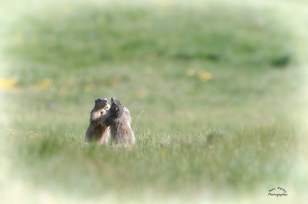 [Animaux] Les joutes d"été 771335DSC0699forumweb