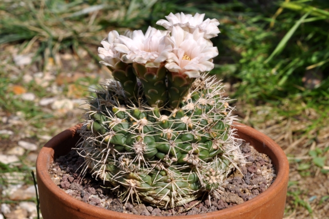 GYMNOCALYCIUM !!! 771740gymnocalyciumcapillaense1107014