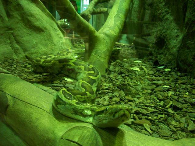 Vivarium de la ménagerie du Jardin des Plantes 7724341009808