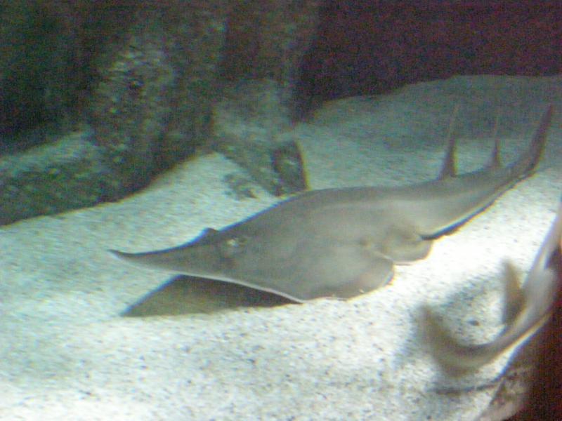 Aquarium de La Rochelle 772466P8027825