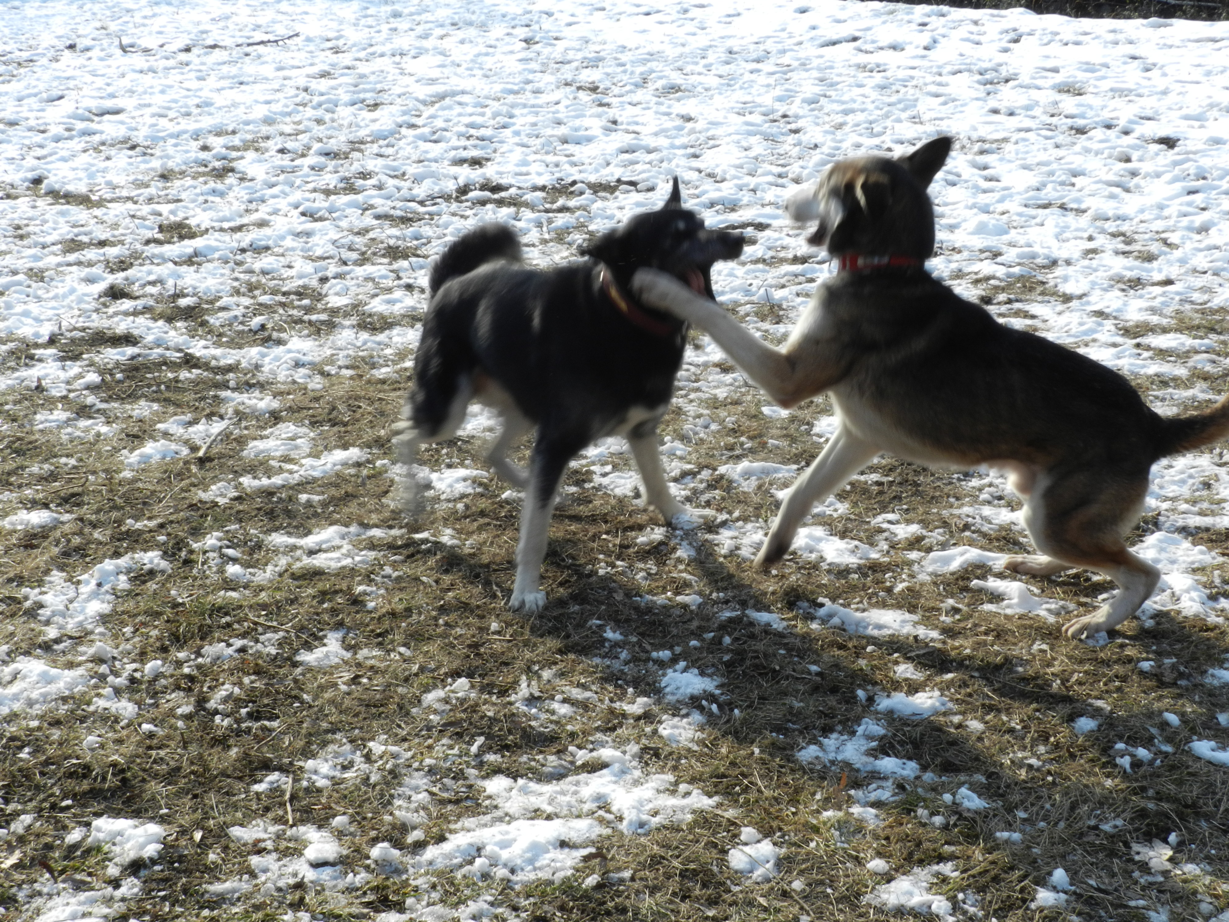  Link Berger X Husky mâle 5 ans gris et blanc PAR:38 ADOPTE 772976DSCN2047