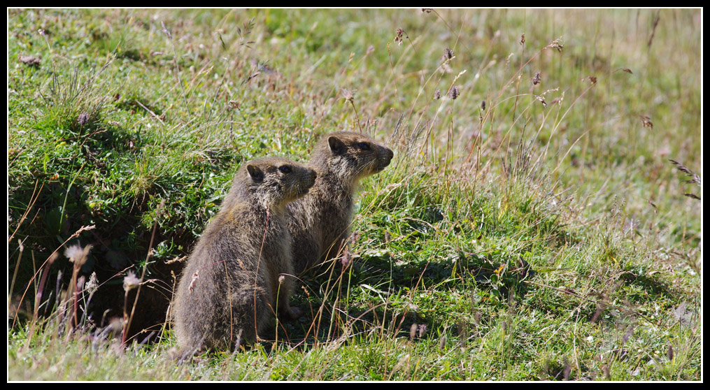 Marmottes en milieu naturel 773336IMGP1103