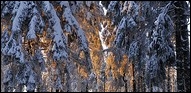 Le champ de sapins.