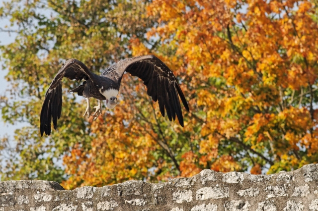 Les rapaces de Provins (77) 774166IMG_7383_DxO__640x480_