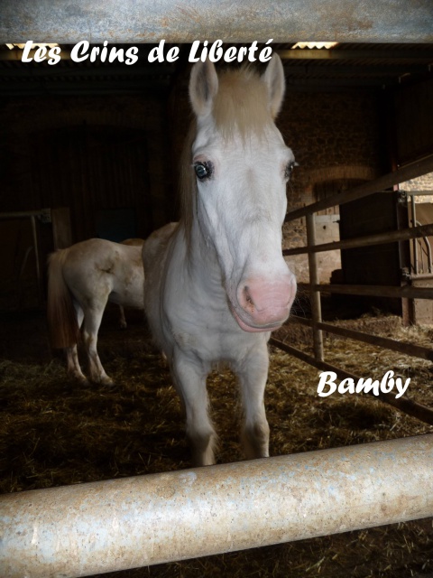 (Dept19) BAMBY, poney ONC, réservé par Saphir !!!! (Mai 2014) - Page 4 774322Bamby2