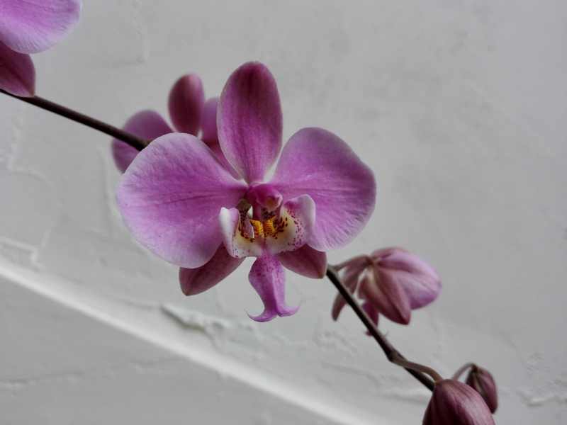 Phalaenopsis schilleriana 776059IMG20160222135504