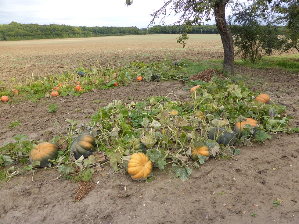 A FOND LA COURGE 776161avtpot1