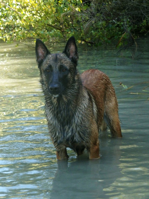 Un trio de malinois !  - Page 13 776358GEDC0548