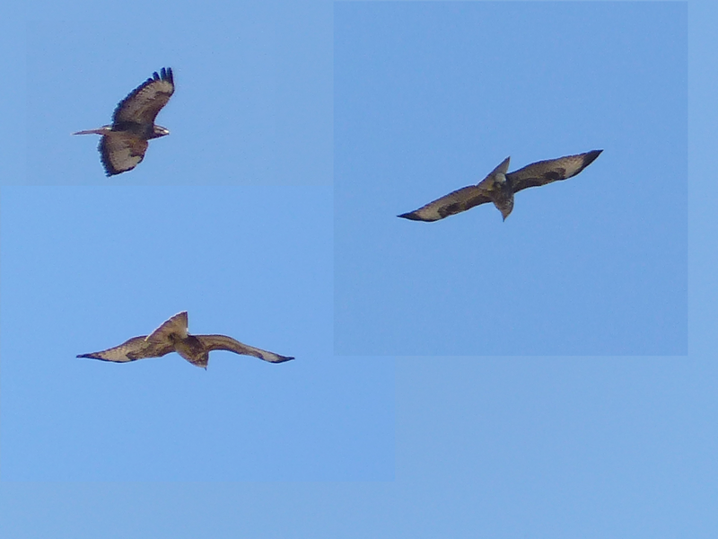 une plume trouvéE en forêt  777232rapace