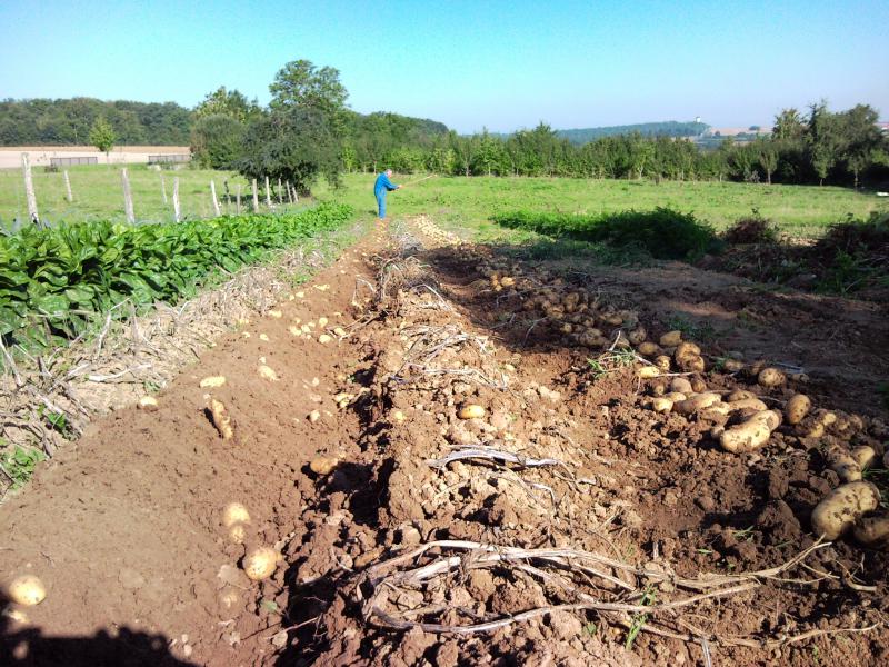 Super U 6 avec arrache pommes de terre maison !  777461SNC01027