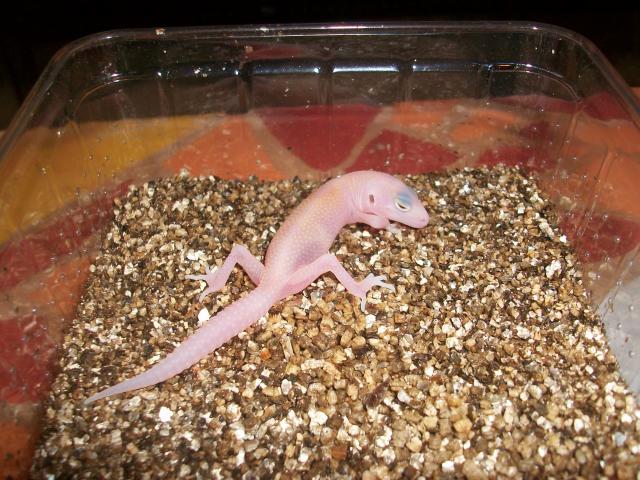 Meos Reptiles : Eublepharis Macularius 2011 7782031009940