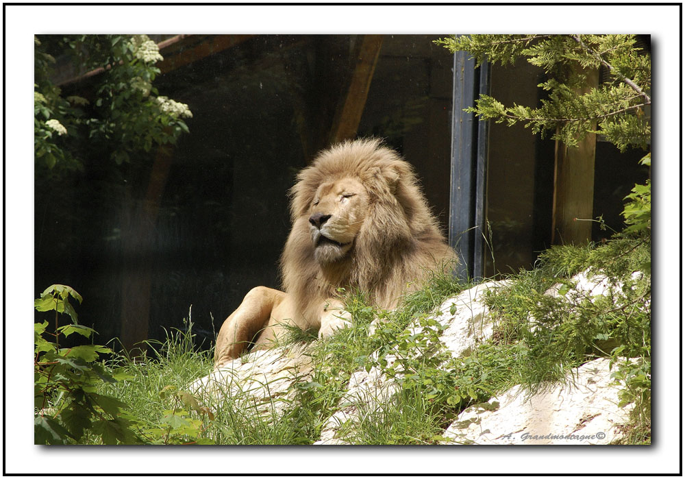 zoo de Beauval 779839Beauval43