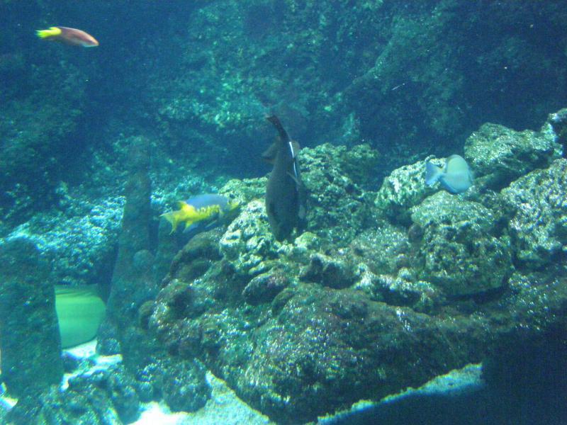 Aquarium de La Rochelle 780469P8027858