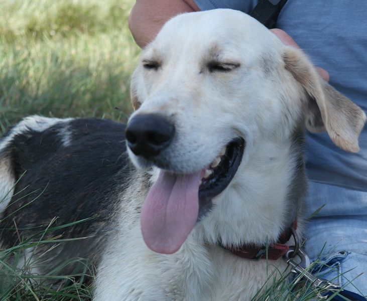 SPIKE (mâle croisé chien chasse beige et noir) 780518SAM2448