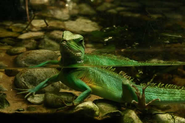 Animaux - Lézards - Caméléon panthère -Anguidae - L'orvet - 780555untitled14dc1b2