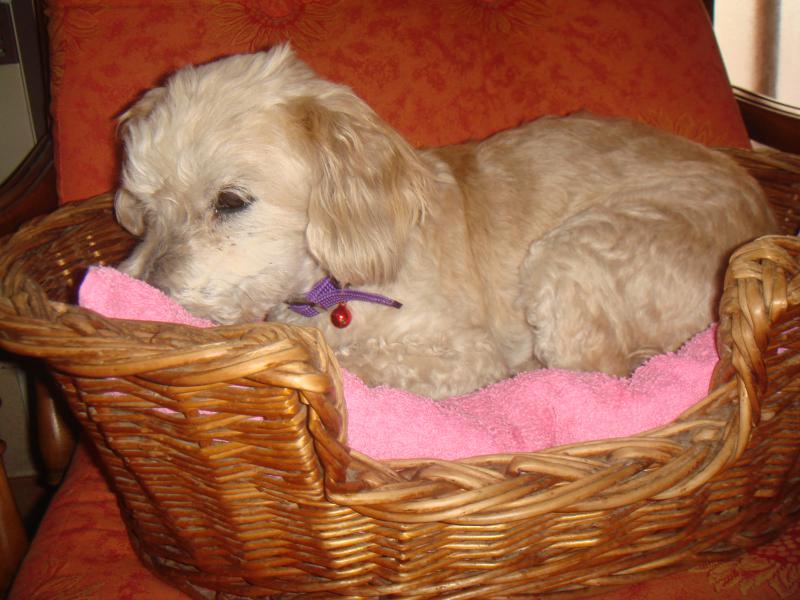 MILAINE F BICHON  12 ANS SPA GIEN (45) ADOPTEE PAR DAYSIE  780636DSC05653