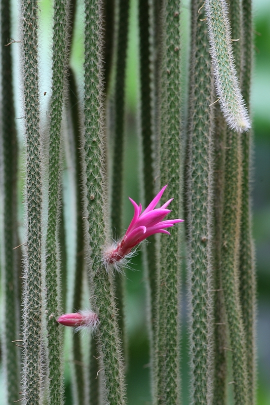 Aporocactus  flagelliformis 782036bp_004