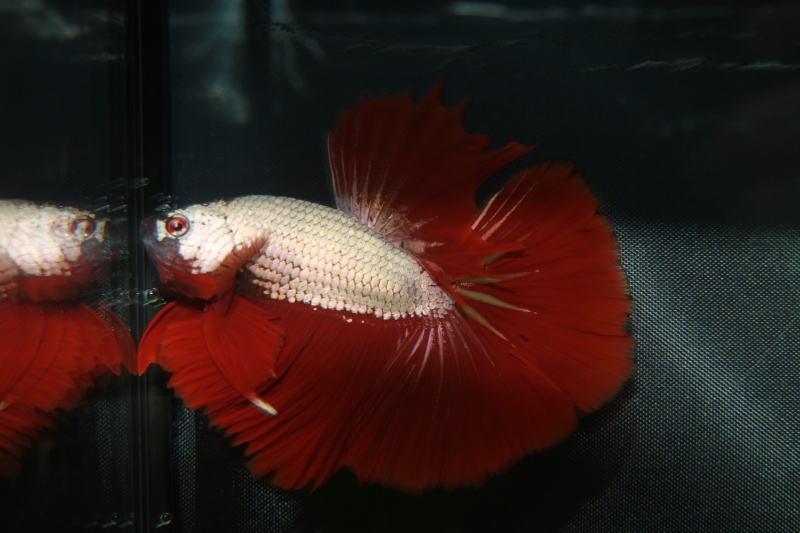 betta splendens "show betta" 785764IMG0572